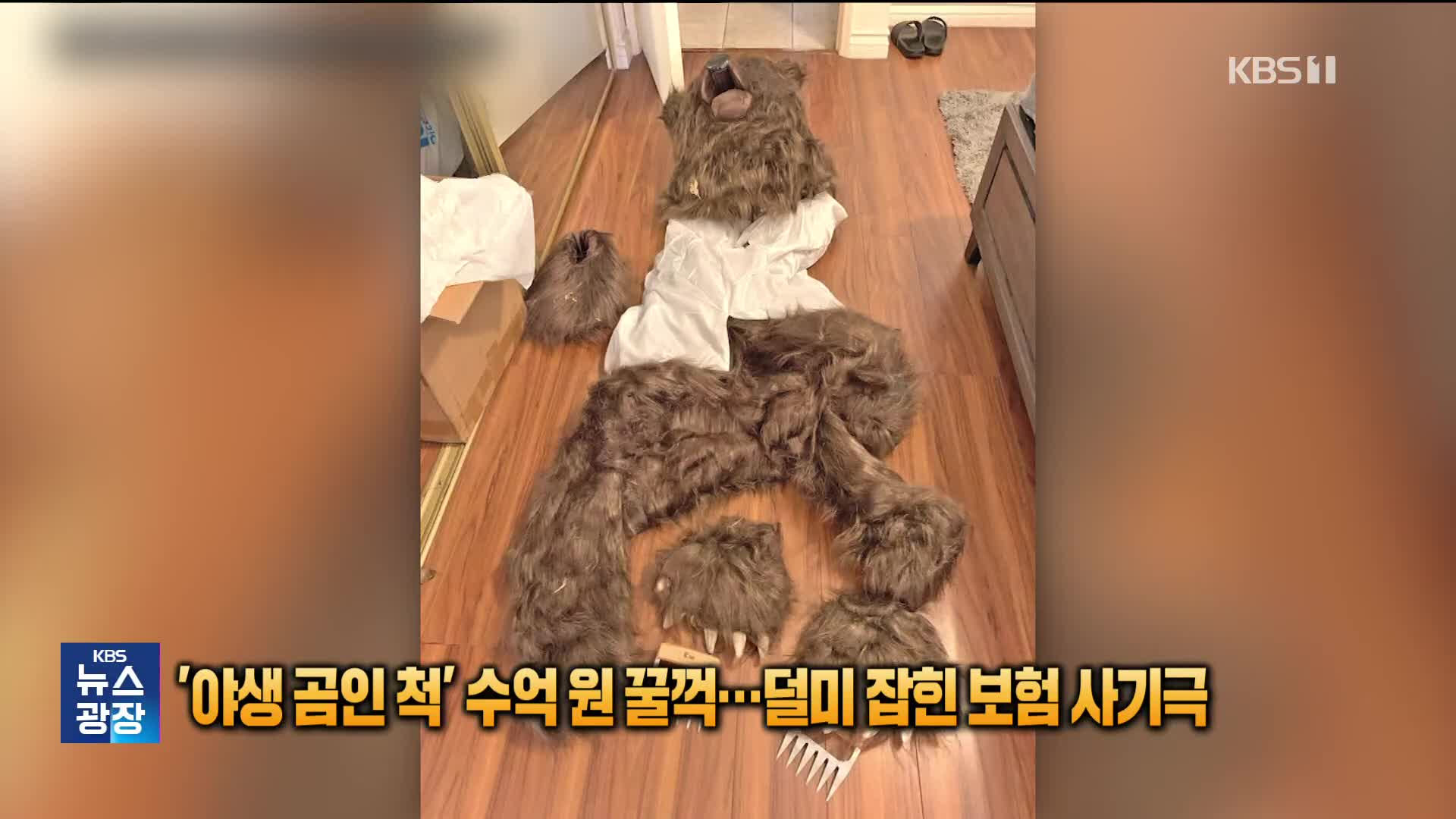 야생 곰인 척 수억 원 꿀꺽…덜미 잡힌 보험 사기극 