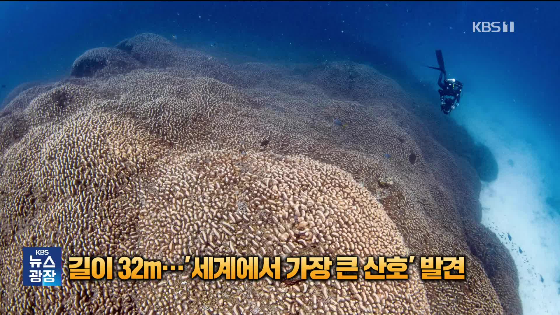 길이 32m…‘세계에서 가장 큰 산호’ 발견